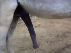 This incredible zoophilia clip was taken by an amateur cameraman and shows a horse with a ferocious hard-on.